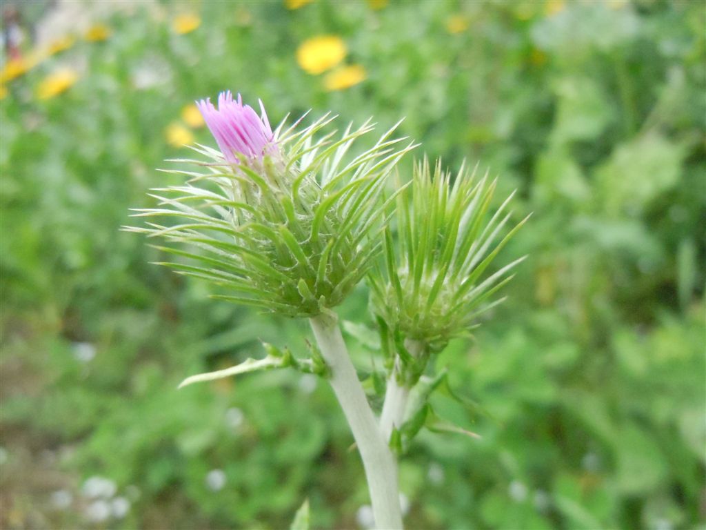 Galactites tomentosus / Scarlina